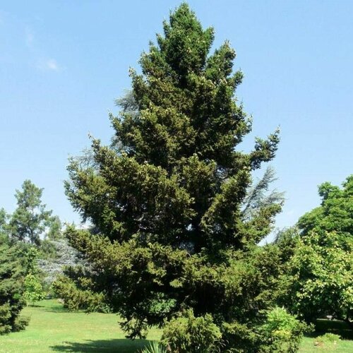    (Picea wilsonii), 20    , -, 