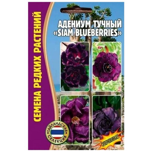   Siam blueberries 3 ()     , -, 