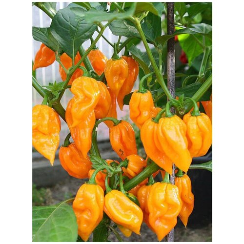    Bhut Jolokia orange (  ), 5    , -, 