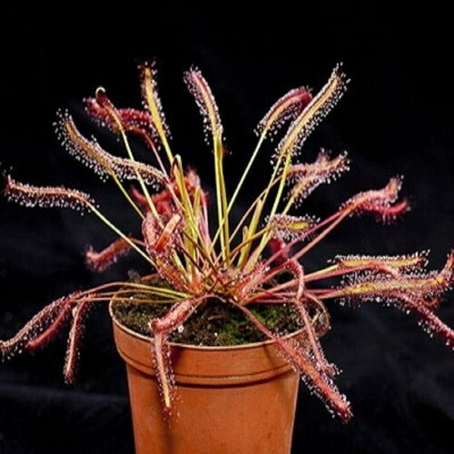      5 (Drosera Capensis Red),  ,     , -, 