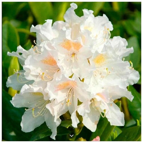   -   (. Rhododendron caucasicum)  10    , -, 