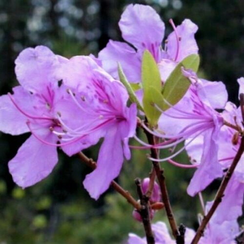     (. Rhododendron dauricum, ) 25 .   , -, 