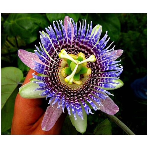   -   -   (. Passiflora ligularis)  10   , -, 