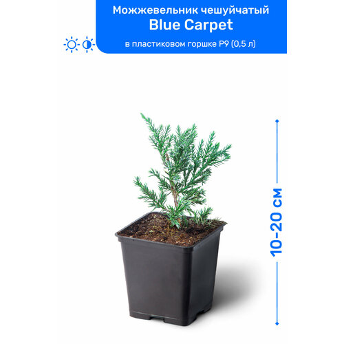   Blue Carpet ( ) 10-20     P9 (0,5 ), ,      , -, 
