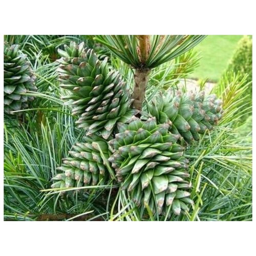   -   (. Pinus koraiensis)  20   , -, 