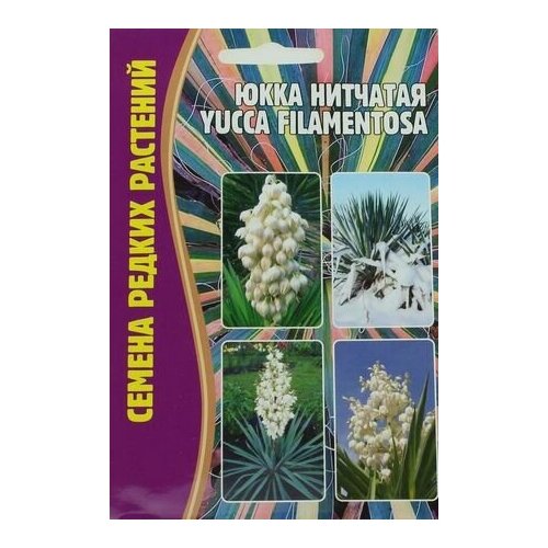    (Yucca filamentosa) (15 )   , -, 