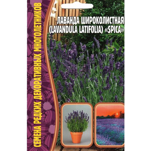   / Lavandula latifolia SPICA,  ( 1 : 30  )   , -, 