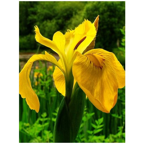     (Iris pseudacorus), 10    , -, 