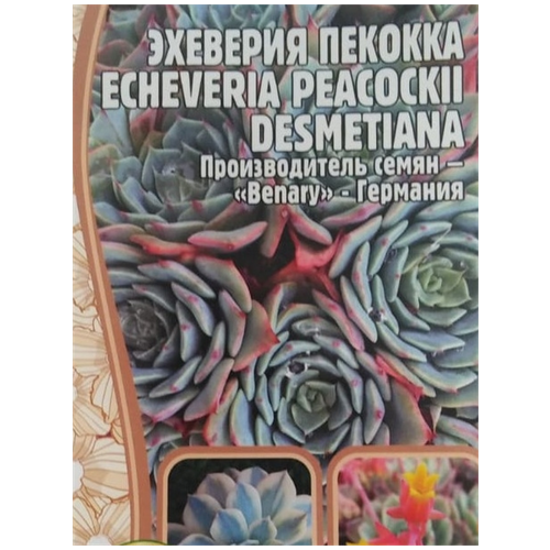    (Echeveria Peacockii desmetiana) (5 )   , -, 