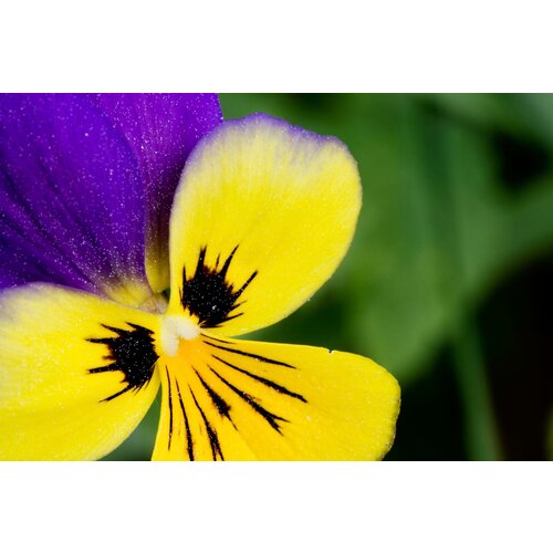   (. Viola tricolor)  100   , -, 