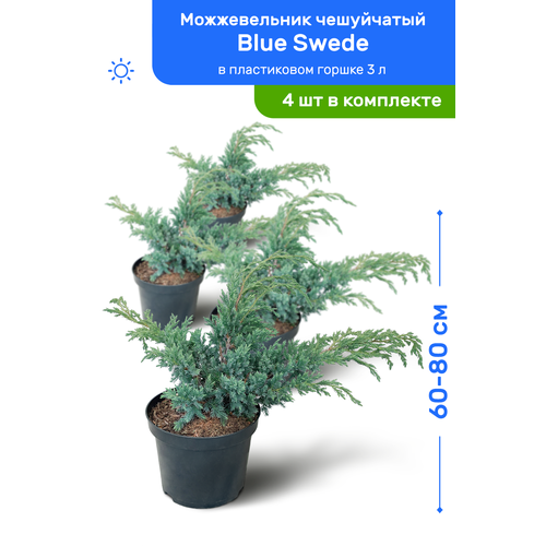   Blue Swede ( ) 60-80     3 , ,   ,   4    , -, 
