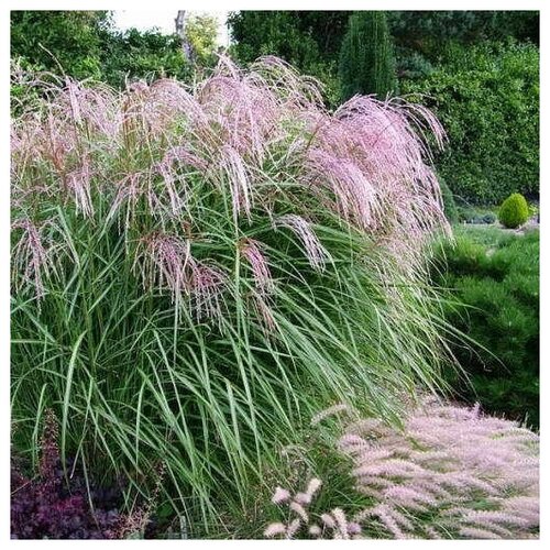   (. Miscanthus sinensis)  25   , -, 