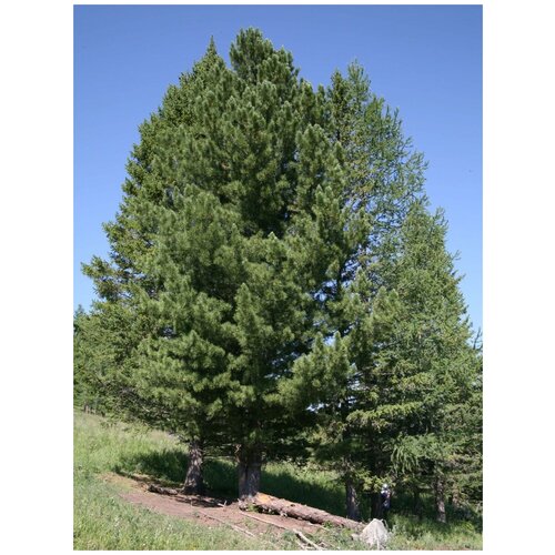    (Pinus sibirica), 30    , -, 