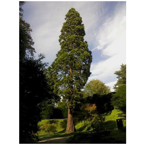    (Sequoia sempervirens), 60    , -, 