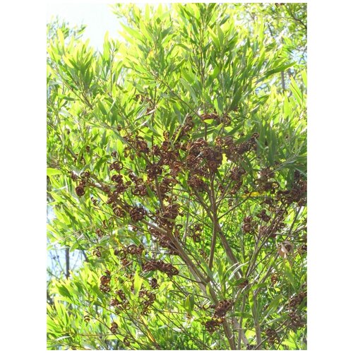    (Acacia melanoxylon), 10    , -, 