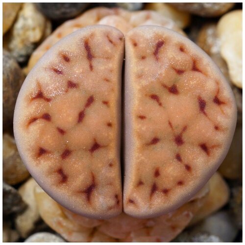     Lithops karasmontana ssp. eberlanzii C-209 10 .   , -, 