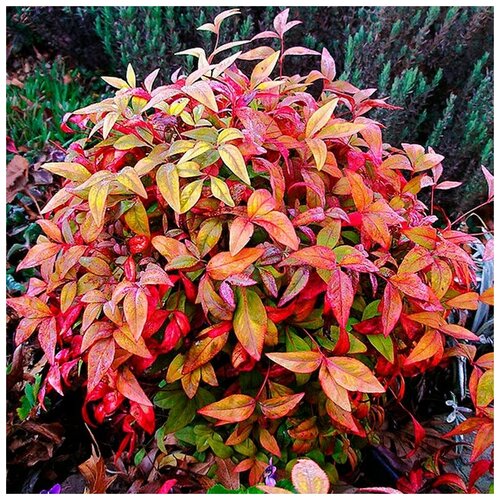   ( . Nandina Domestica )  15   , -, 