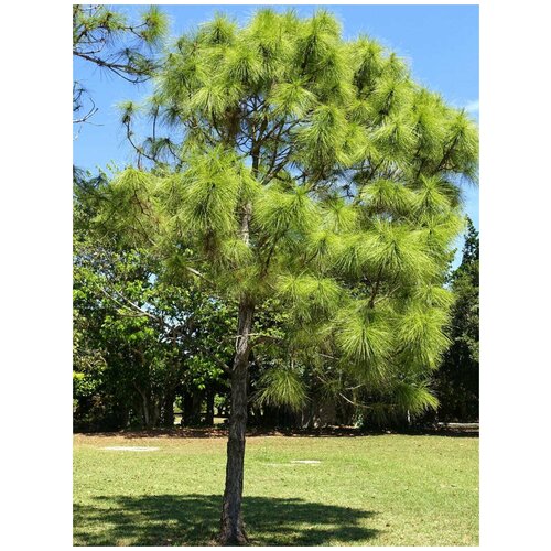    (Pinus elliottii), 10    , -, 