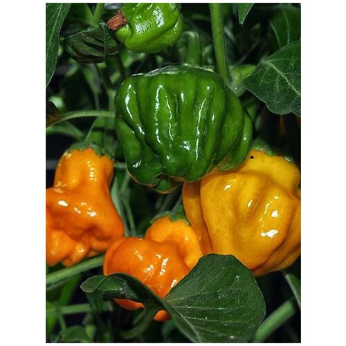    Jamaican hot orange ( ), 5    , -, 