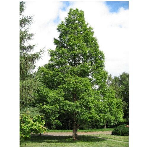    (Metasequoia glyptostroboides), 30    , -, 
