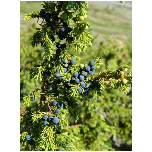    (Juniperus sibirica Burgsd), 30    , -, 