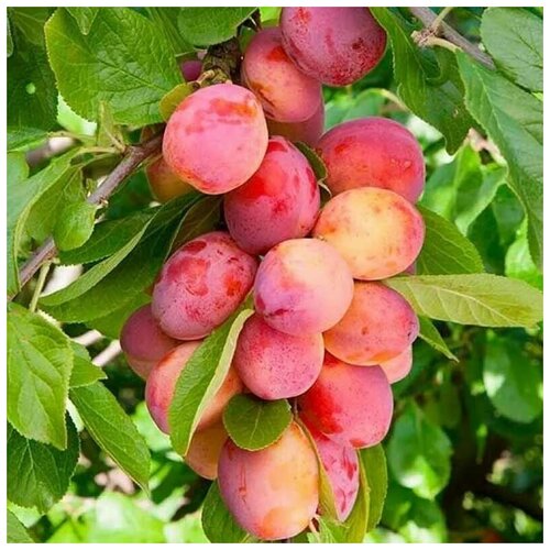   (. Prunus cerasifera)  5   , -, 