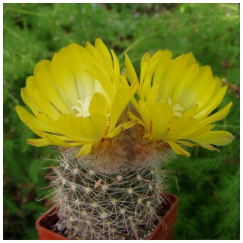     Parodia sanagasta v. Grandiflora 10 .   , -, 