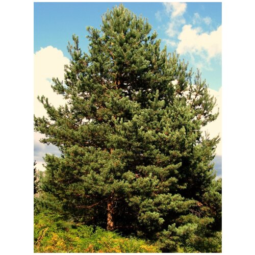    (Pinus sylvestris), 55    , -, 