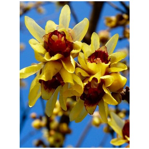   (Chimonanthus praecox), 5    , -, 