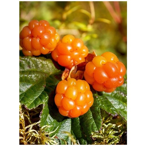    (Rubus chamaemorus), 5    , -, 