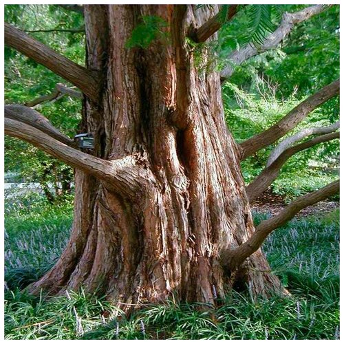  (. Metasequoia glyptostroboides)  25   , -, 