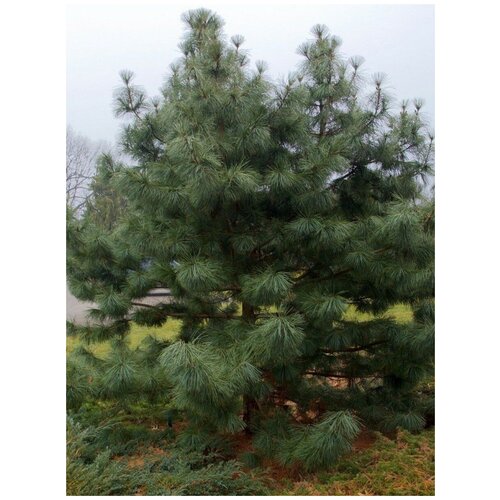    (Pinus koraiensis), 15    , -, 