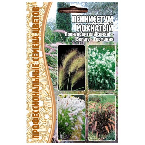    (Pennisetum villosum) (10 )   , -, 