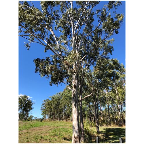    (. Eucalyptus tereticornis)  500   , -, 