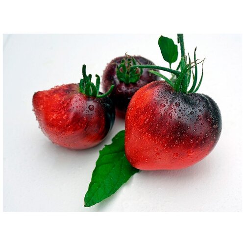    (. Solanum lycopersicum)  10   , -, 