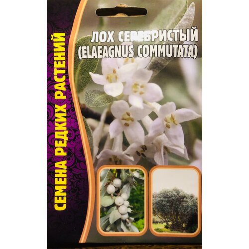   (Elaeagnus commutata) (5 c)   , -, 