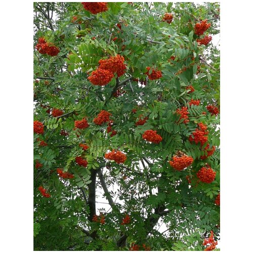    (Sorbus aucuparia), 75    , -, 