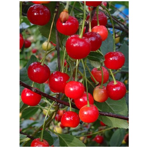      (Prunus cerasus amorel rozovaya), 15    , -, 