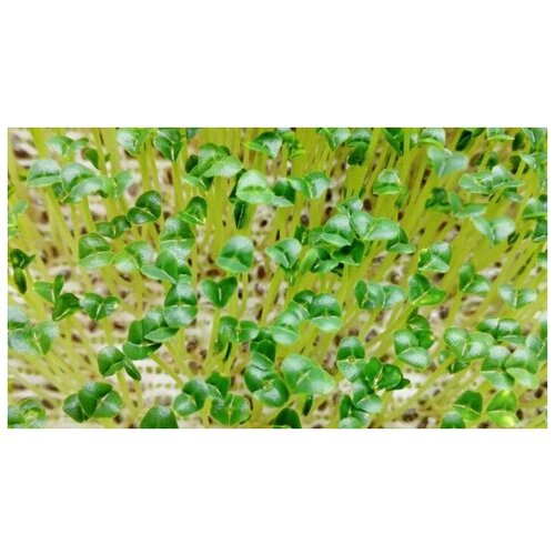   (. Salvia hispanica)  250   , -, 