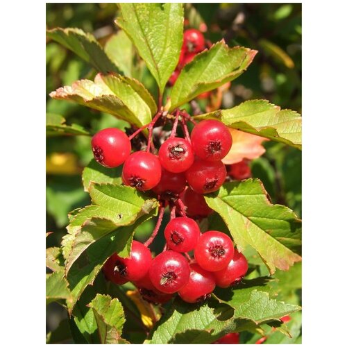    (Crataegus dahurica), 15    , -, 