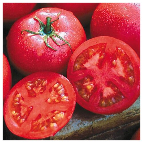     (. Tomato Purple)  10   , -, 