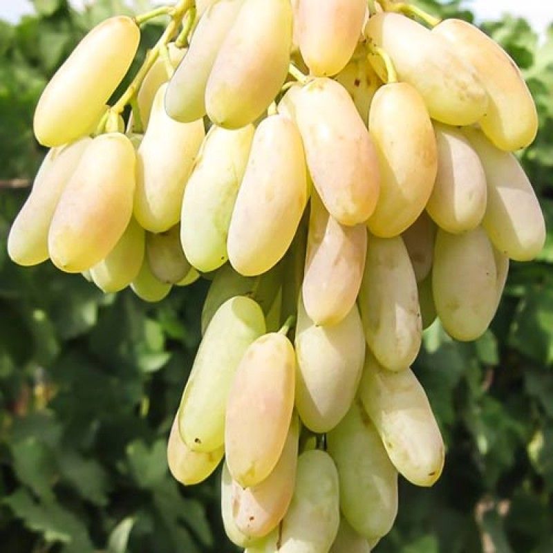 ���������� �������� ���� ��������  