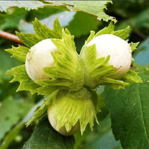 ���������� ������ ��������  