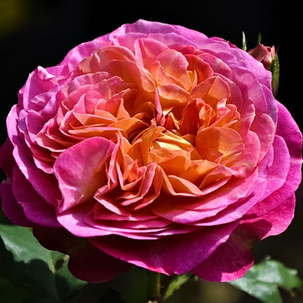 ���������� ���� ���������� �� ���� �� �� ������  