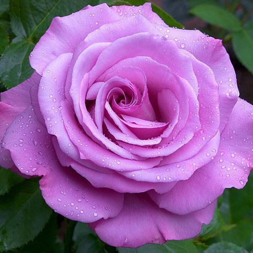 ���������� ���� �����-��������� ��� ���  