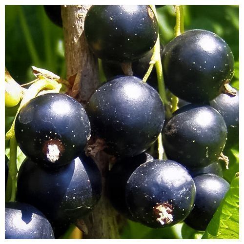 ���������� ��������� ������ ������������� �������  