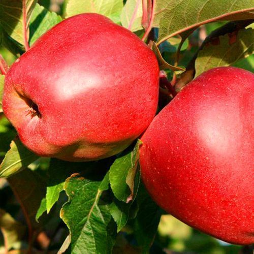 ���������� ������ �������  