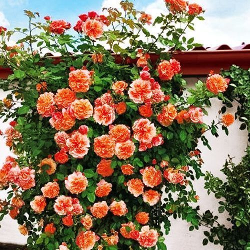 ���������� ���� ��������� �����  