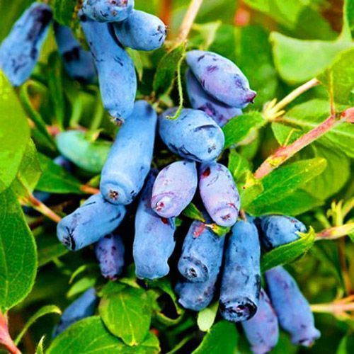 ���������� ��������� ���������� �������  