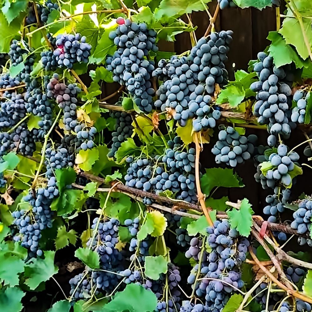 ���������� �������� ������ ������  